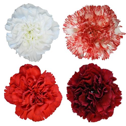 CHISTMAS PACK ASSORTED COLOR CARNATIONS
